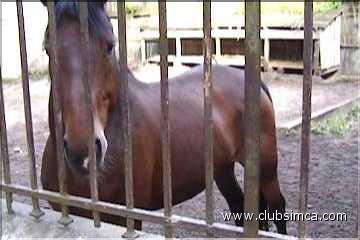 Cheval